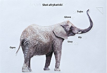 Wydruk w brajlu z grafiką - Słoń